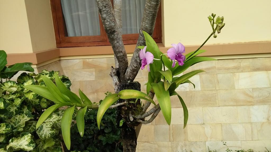 Roemah Canting Homestay Yogyakarta Exterior foto
